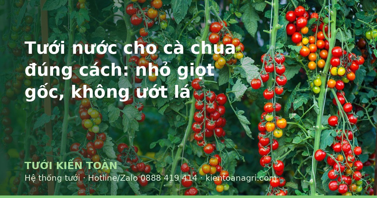 Tưới nước cho cà chua đúng cách: nhỏ giọt gốc, không ướt lá - ảnh bìa bài viết