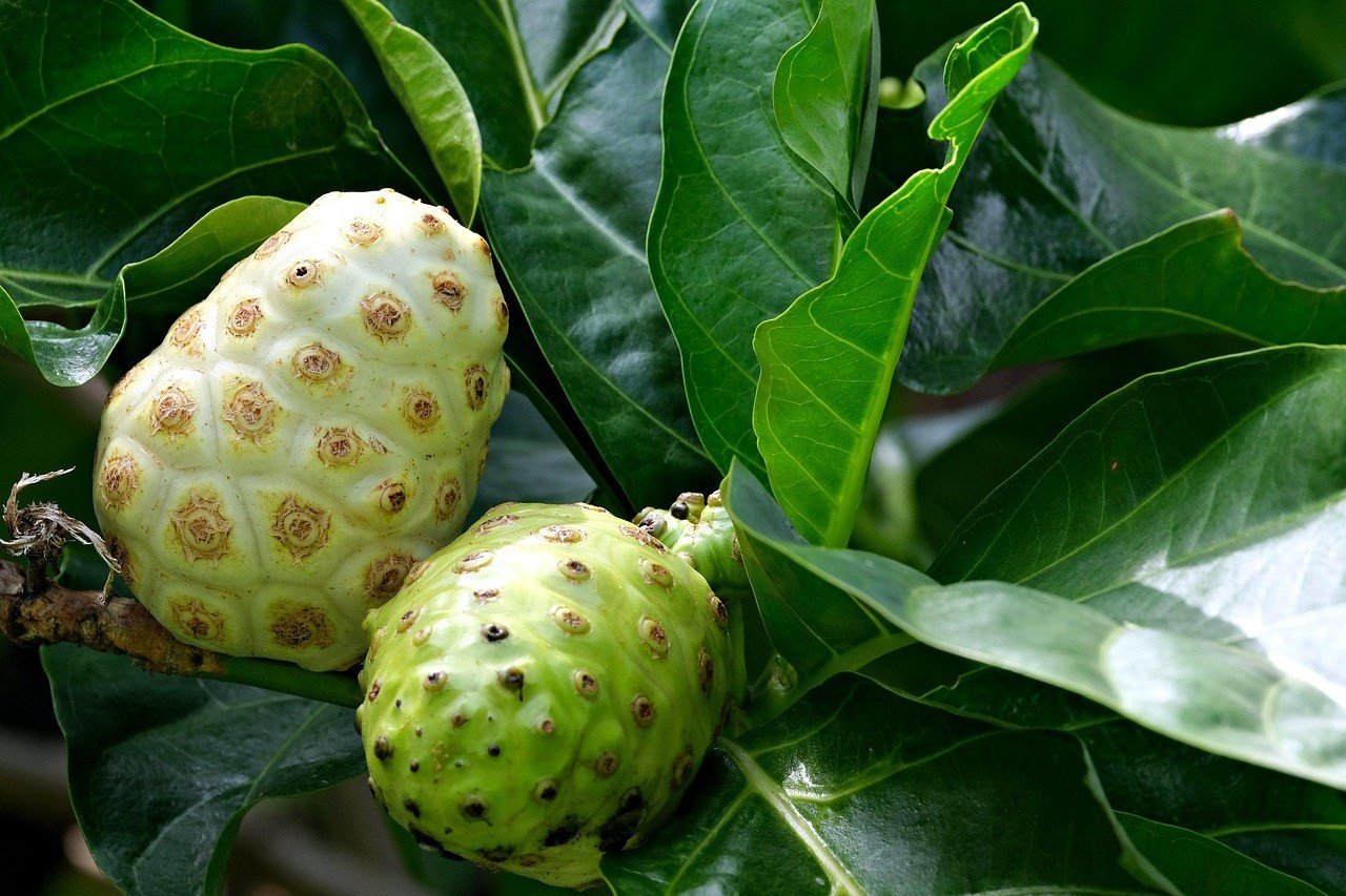 Cây nhàu (noni) sai quả - cách tưới phun mưa tại gốc cho cây nhàu