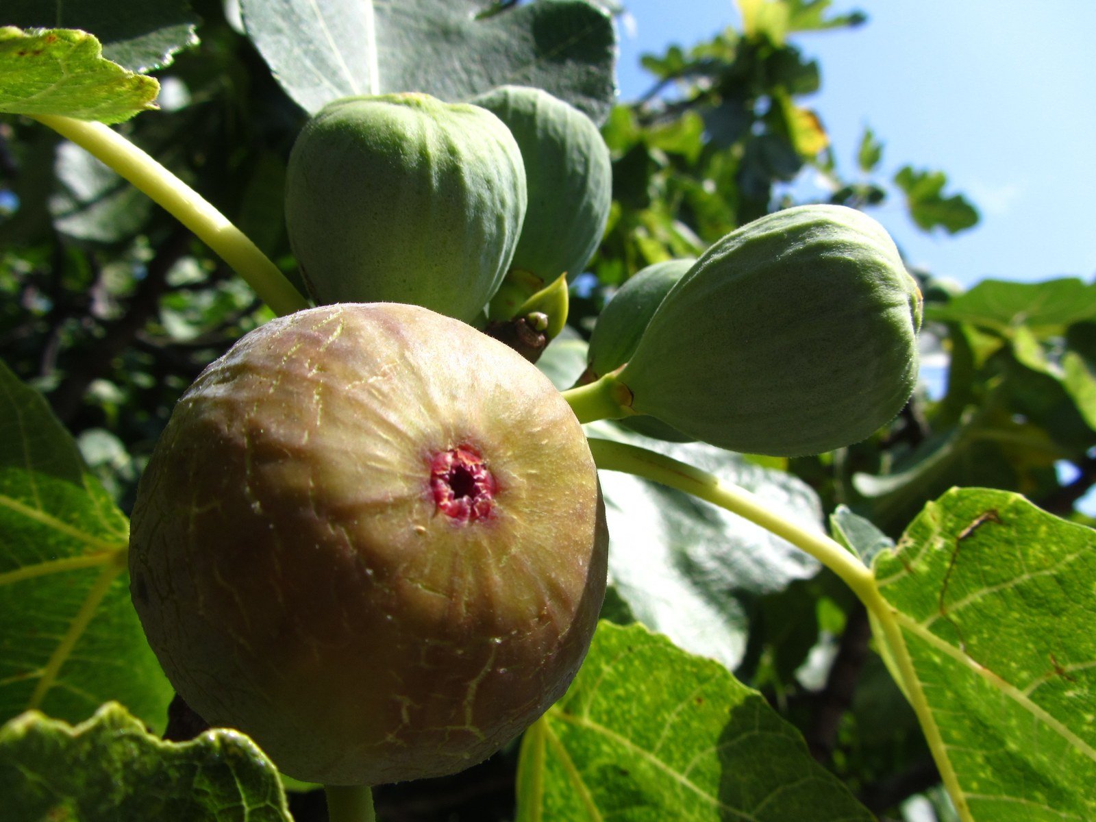 Cây sung Mỹ (Ficus carica) sai trái - cách tưới nước và chăm sóc