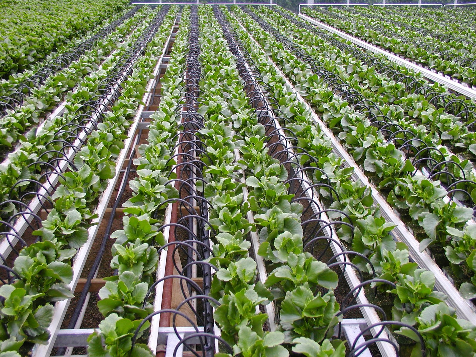 Béc tưới và hệ thống tưới nhỏ giọt trên luống rau