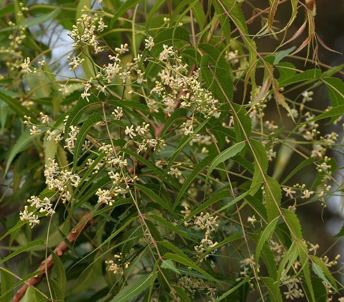 Lá cây neem (dầu neem)