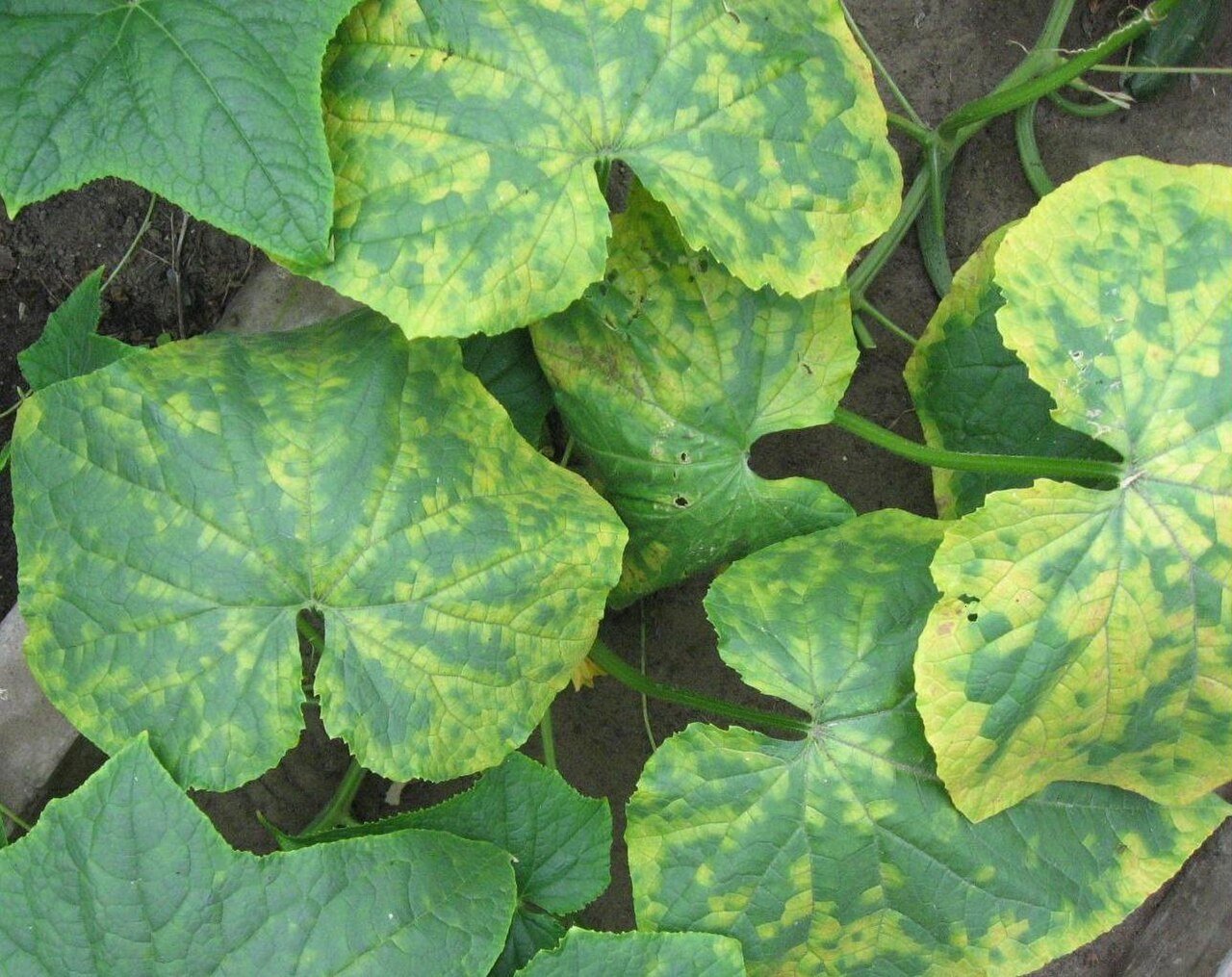 Lá dưa lưới bị virus khảm