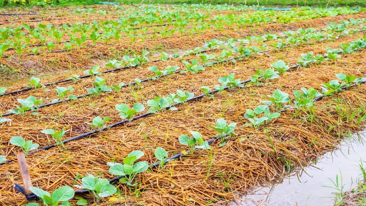 Hệ thống tưới nhỏ giọt trên luống rau